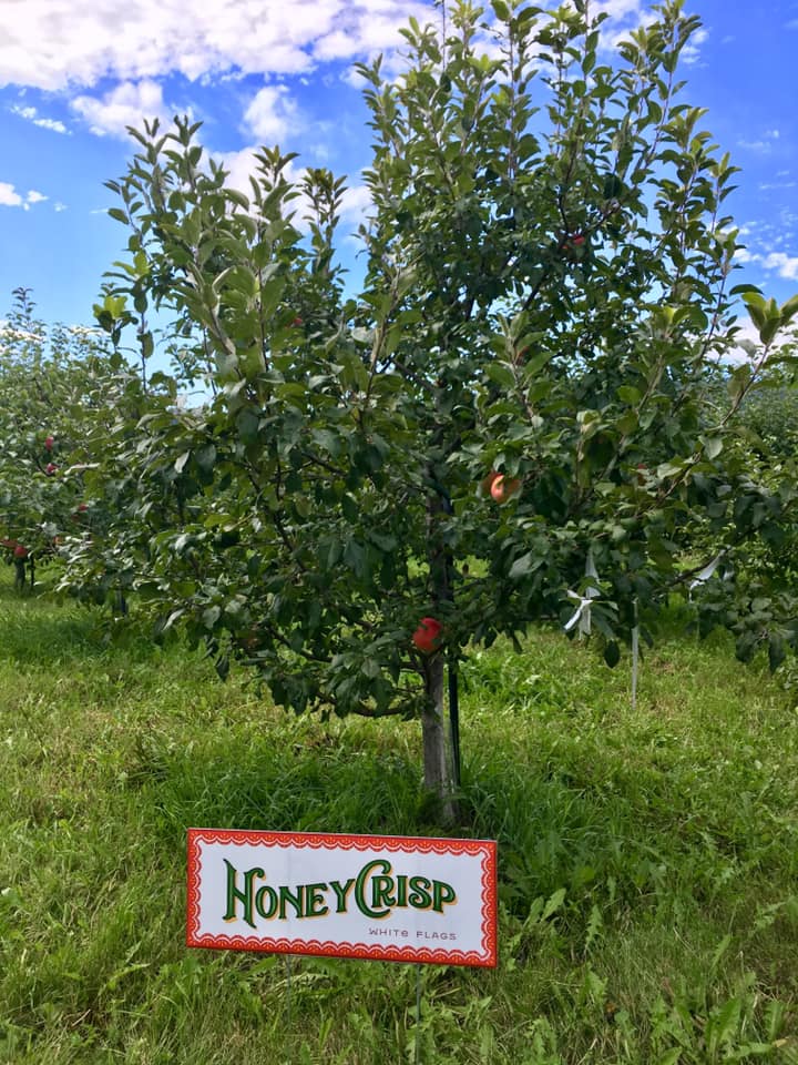 Apple 'Honeycrisp', Dwarf — Green Acres Nursery & Supply