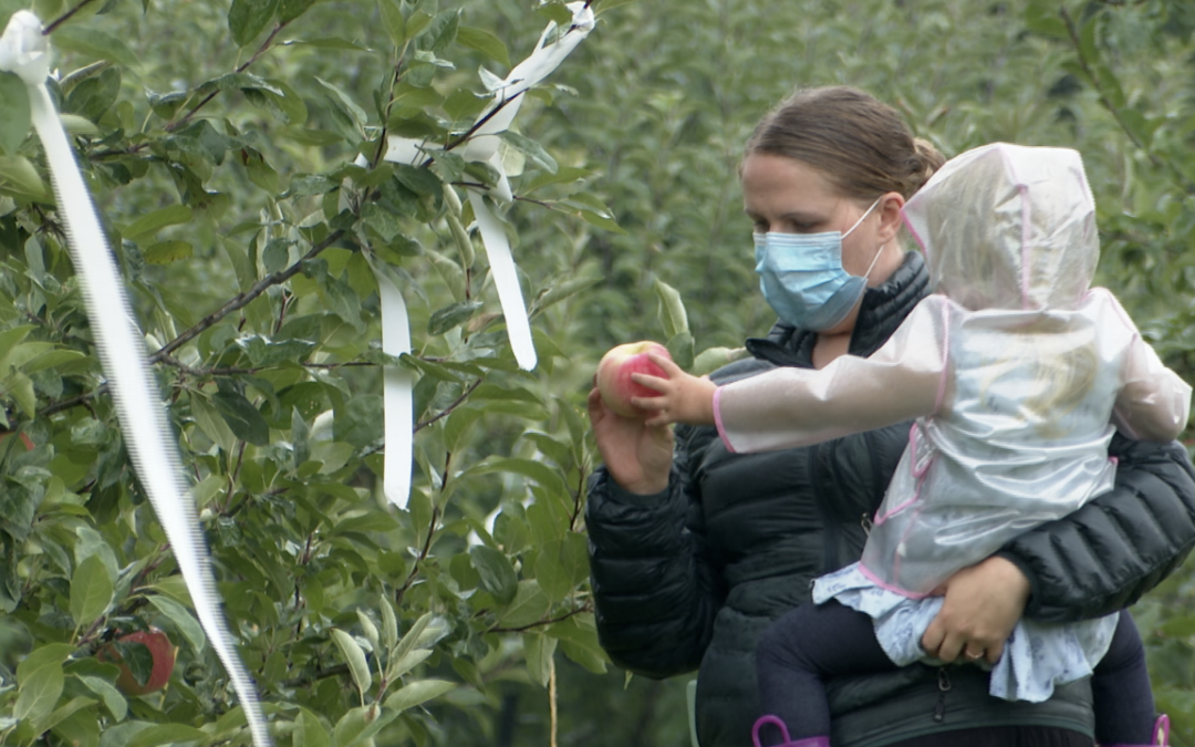 Green Bench Orchard in the News! KPAX